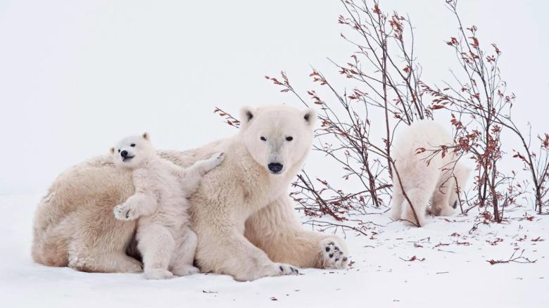 Los imponentes osos polares