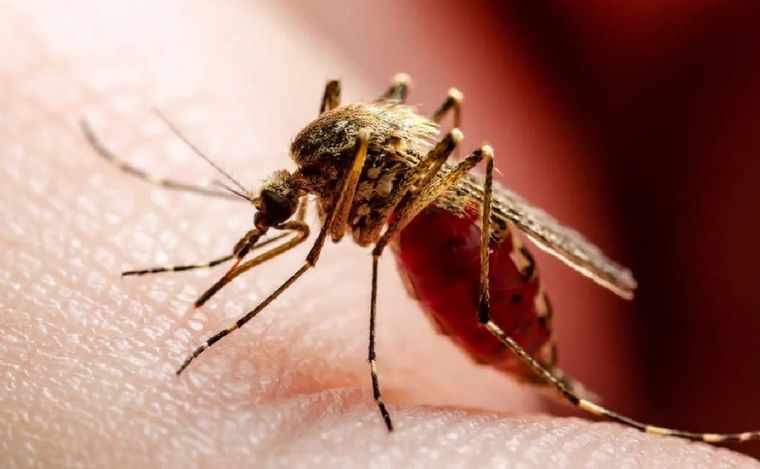 Confirmaron el primer muerto por coinfección de dengue en el país